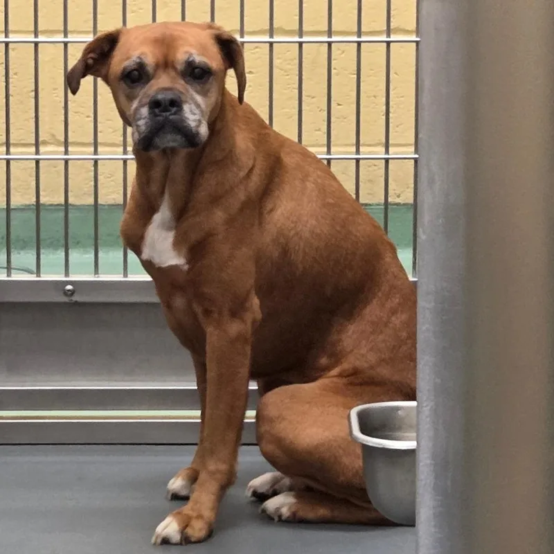 A senior medium-sized female Brown / Chocolate Mixed Breed dog named Jade for adoption in Memphis, TN