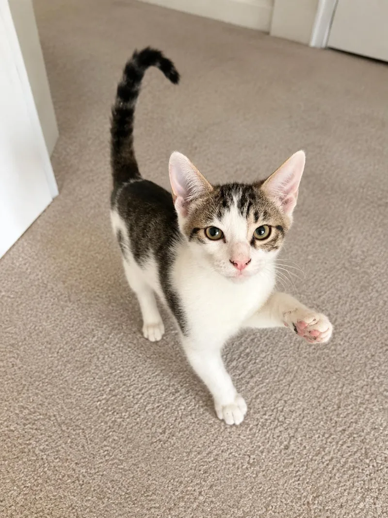 A baby medium-sized male Domestic Short Hair cat named Fisco for adoption in Jacksonville, FL