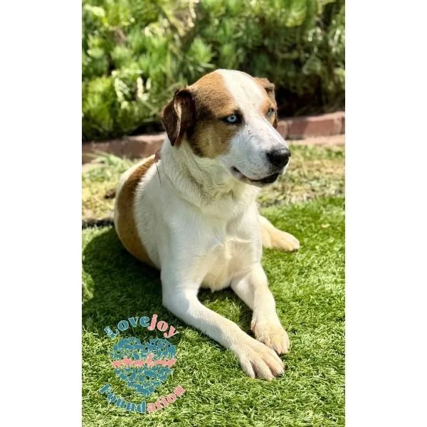 A baby medium-sized male White / Cream Husky dog named Junior COH for adoption in Inglewood, CA