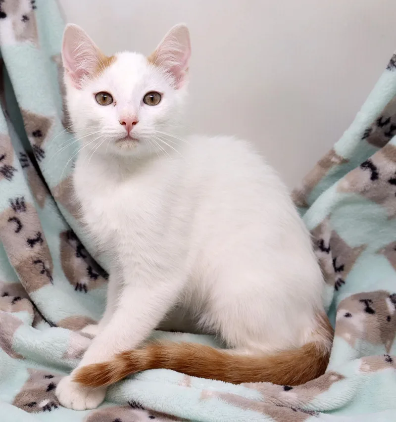 A baby medium-sized male Orange & White Domestic Short Hair cat named Casper for adoption in Tierra Verde, FL
