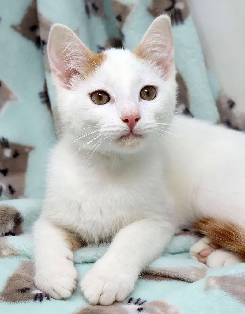 Casper thumbnail 2