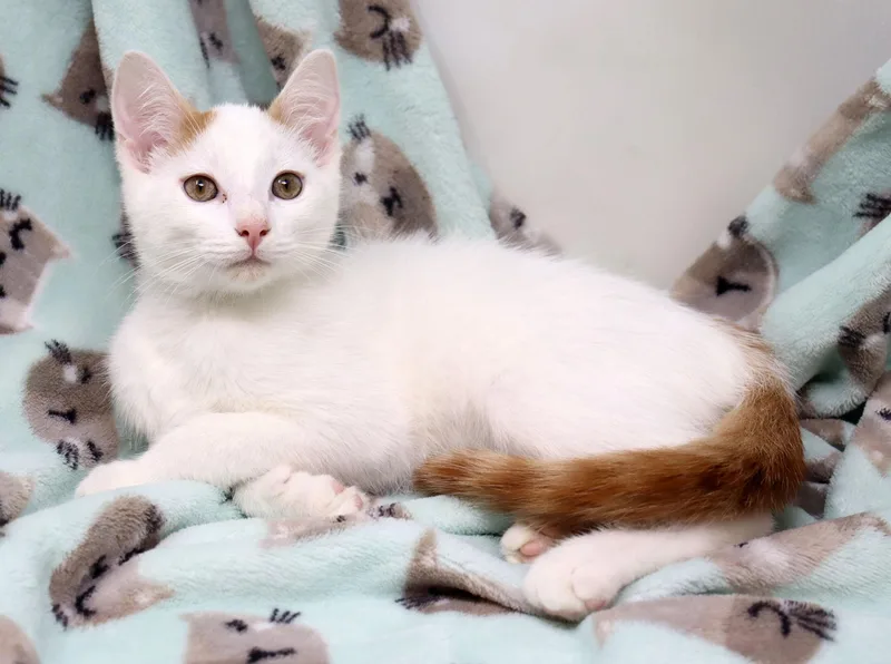 Casper thumbnail 3