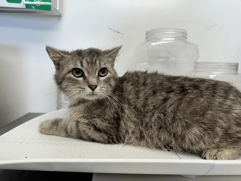 An adult medium-sized female Gray / Blue / Silver Domestic Medium Hair cat named Momma Flower for adoption in Benld, IL