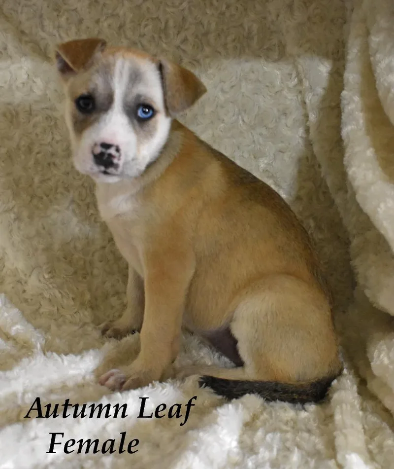 Autumn Leaf thumbnail 2