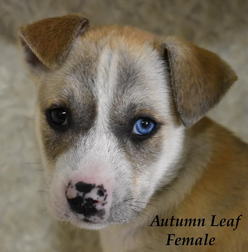 Autumn Leaf thumbnail 3