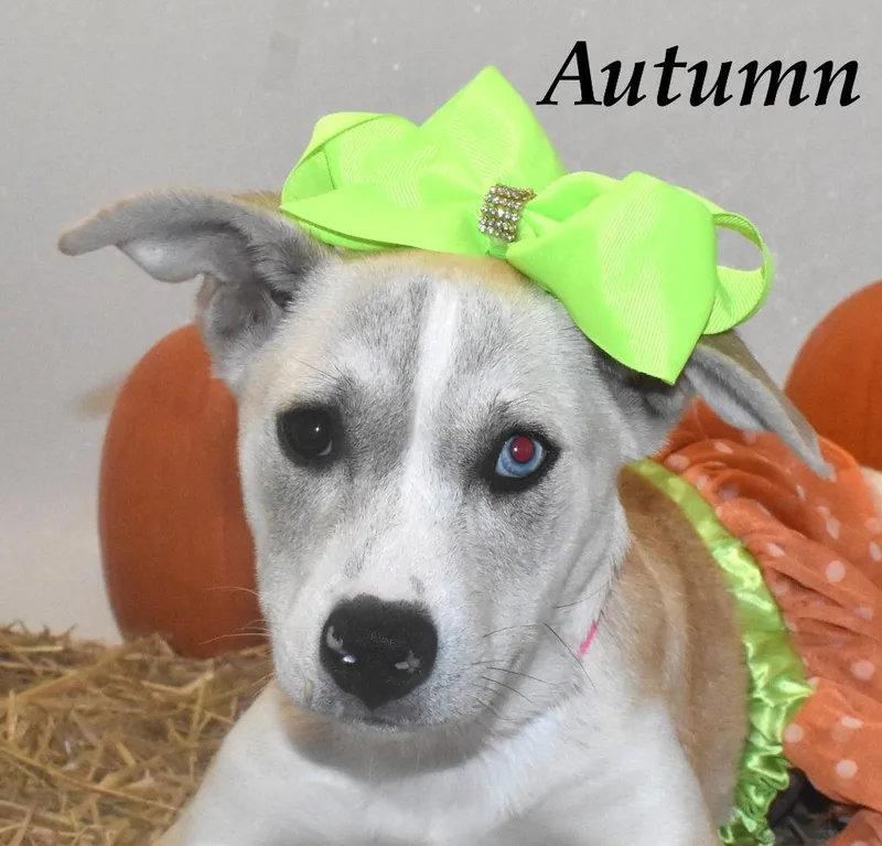 Autumn Leaf thumbnail 4