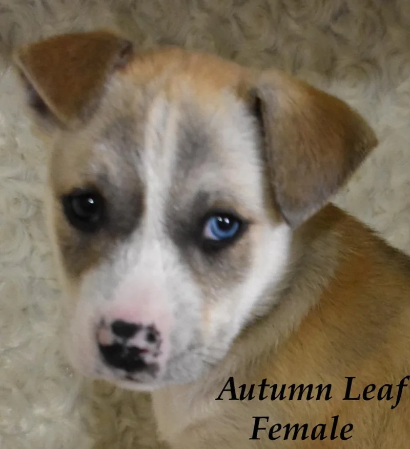 Autumn Leaf thumbnail 5