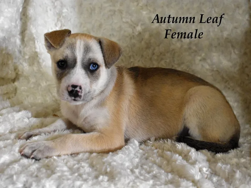 Autumn Leaf thumbnail 6