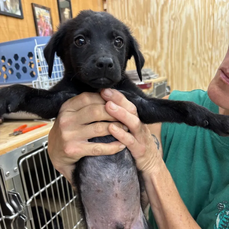 A baby small-sized male Black Mixed Breed dog named Bobber for adoption in Parrish, AL