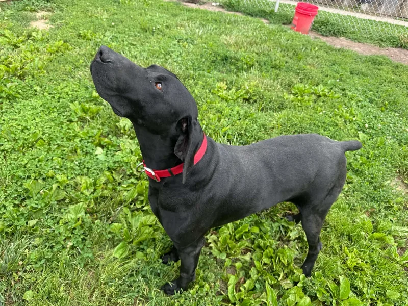 An adult large-sized male Black German Shorthaired Pointer dog named Dickory for adoption in Martinsville, IN