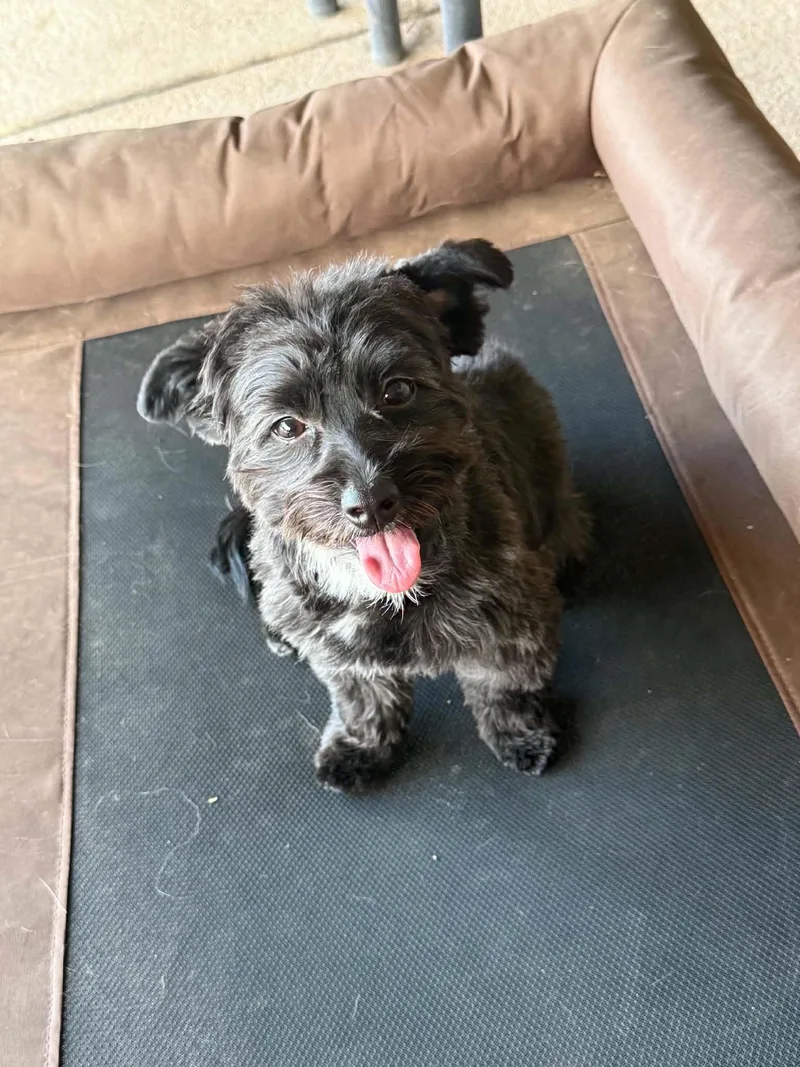A baby small-sized female Black Yorkie Poo dog named Spidey Crew  Yelena for adoption in Phoenix, AZ