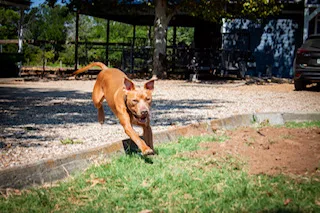 Cowboy J Jr. thumbnail 2