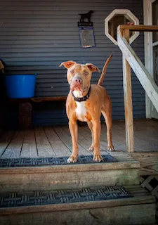 Cowboy J Jr. thumbnail 3