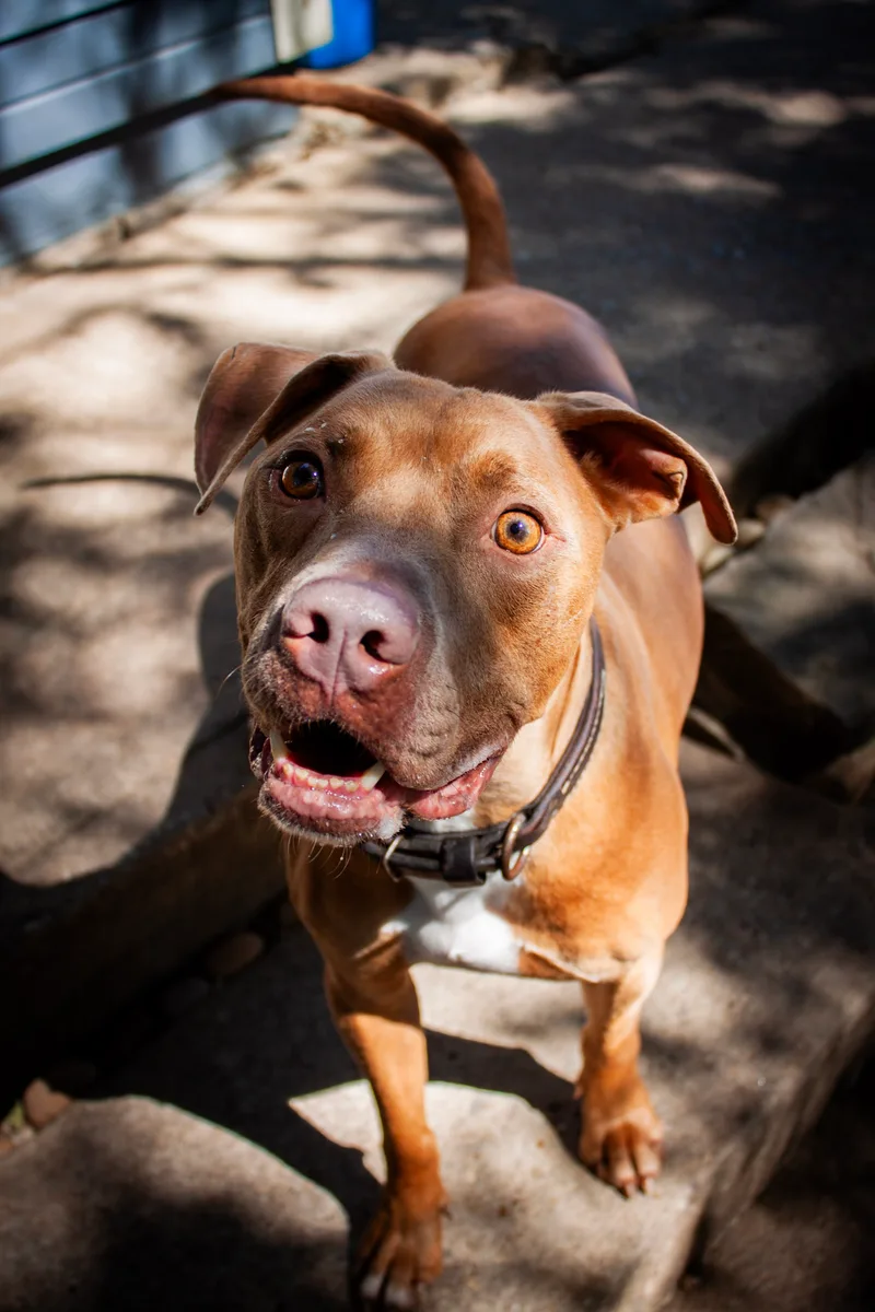 Cowboy J Jr. thumbnail 4