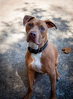 Cowboy J Jr. thumbnail 5