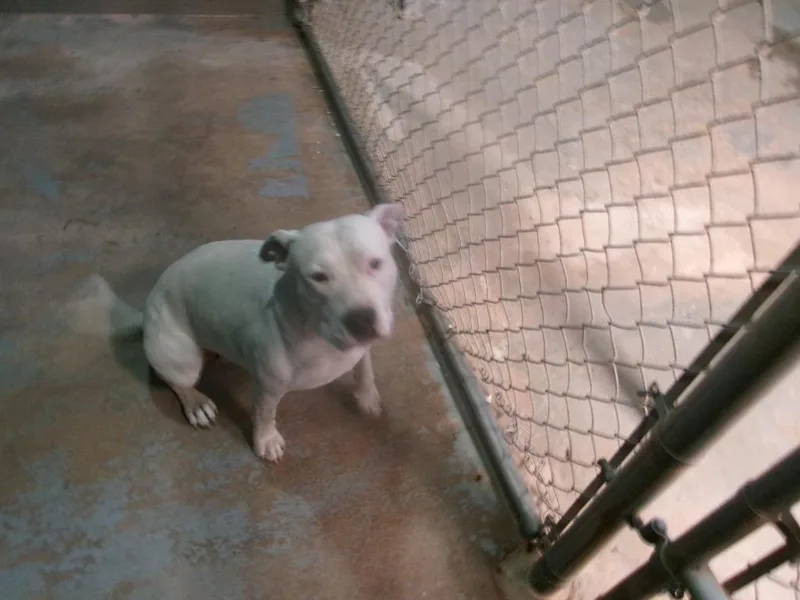 An adult medium-sized female Pit Bull Terrier dog named Bertha for adoption in Winslow, AZ