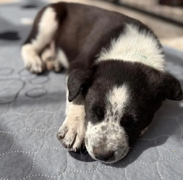 A baby medium-sized male Border Collie dog named Froggy for adoption in Minneapolis, MN