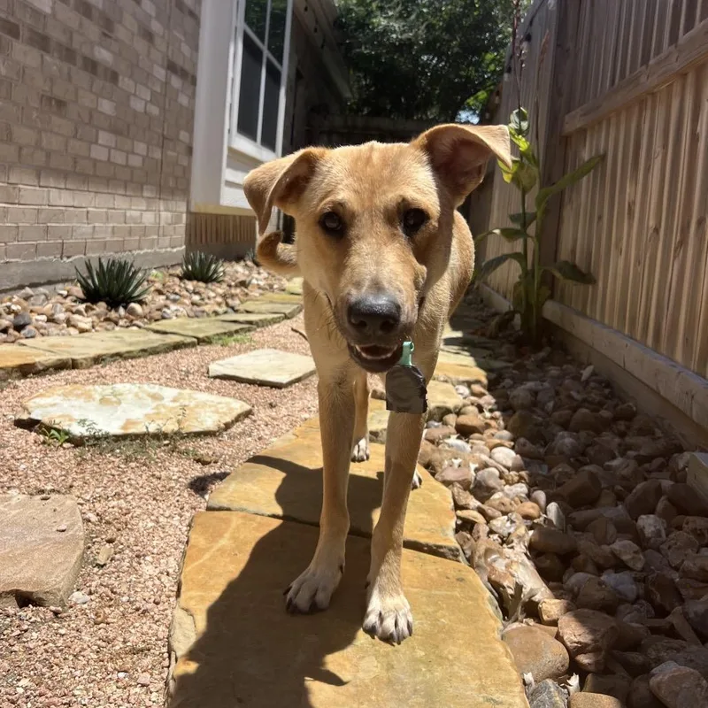 A young medium-sized female Yellow / Tan / Blond / Fawn Labrador Retriever dog named Shirley for adoption in Spring, TX