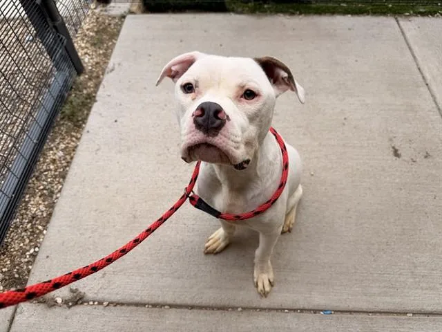 An adult large-sized male American Bulldog dog named Karlo for adoption in Garland, TX