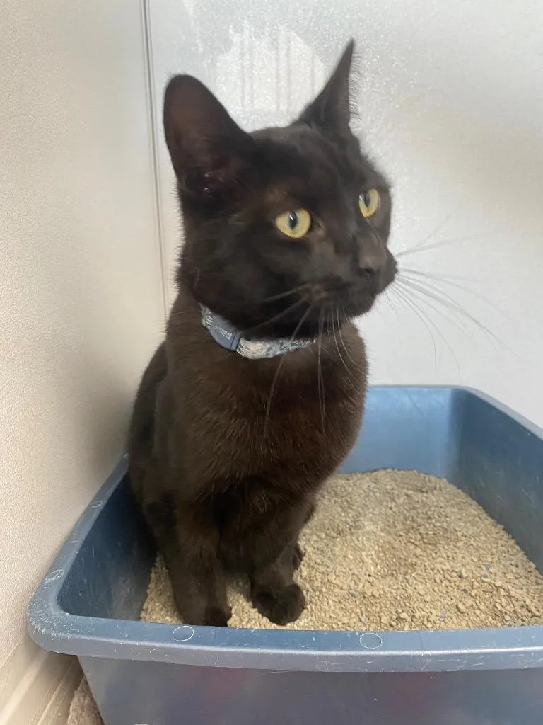 A baby medium-sized male Domestic Short Hair cat named Cole for adoption in Van Wert, OH