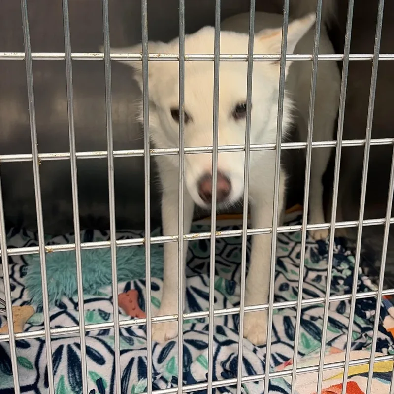 A young medium-sized female White / Cream Husky dog named Stormie for adoption in Lake Jackson, TX
