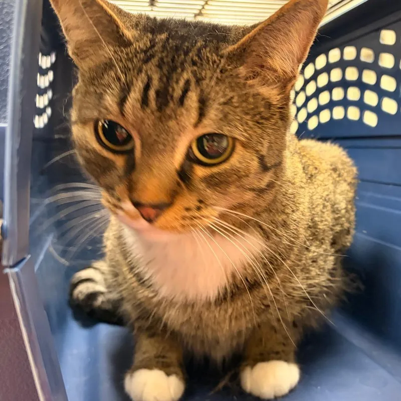 An adult large-sized female Brown / Chocolate Domestic Short Hair cat named Bambina for adoption in Murray, UT