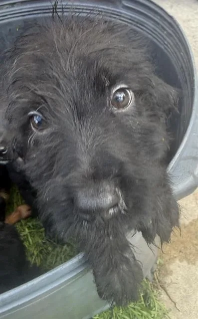 A baby small-sized male Shih Tzu dog named Ron for adoption in San Antonio, TX