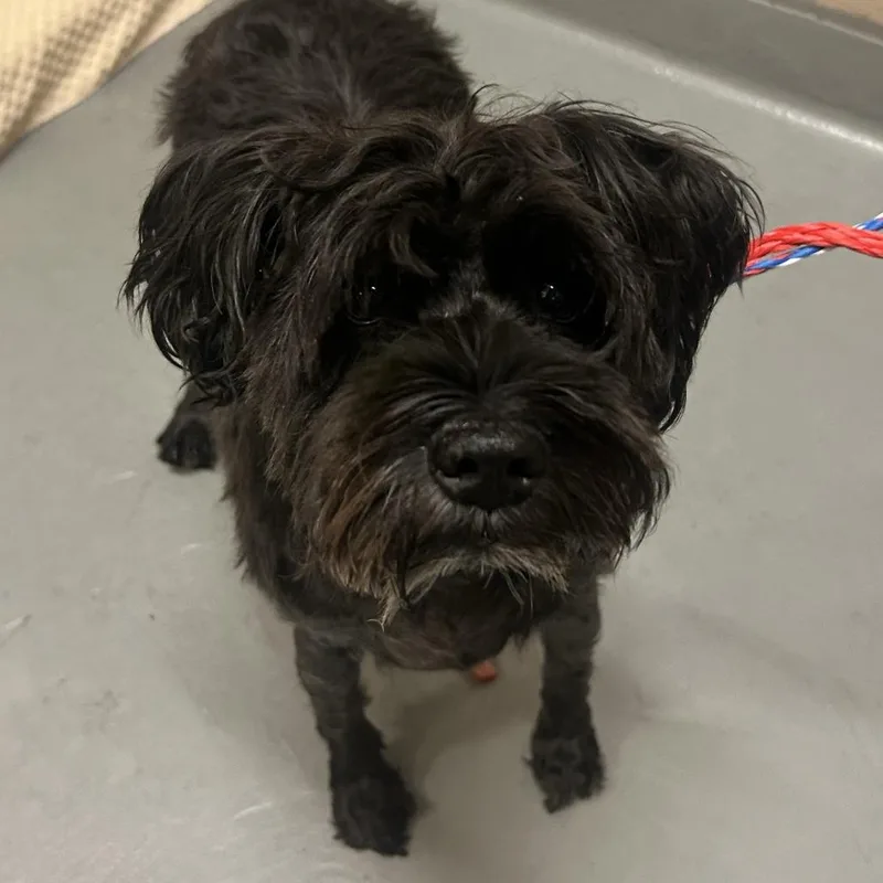 An adult small-sized female Black Miniature Schnauzer dog named Bella for adoption in Tacoma, WA