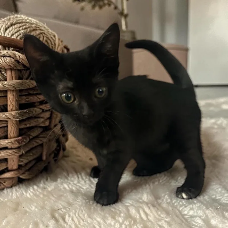 A baby medium-sized female Black American Shorthair cat named Chrissy for adoption in Rancho Palos Verdes, CA