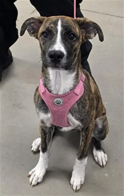 A baby large-sized female Boxer dog named Indy for adoption in Phoenix, AZ