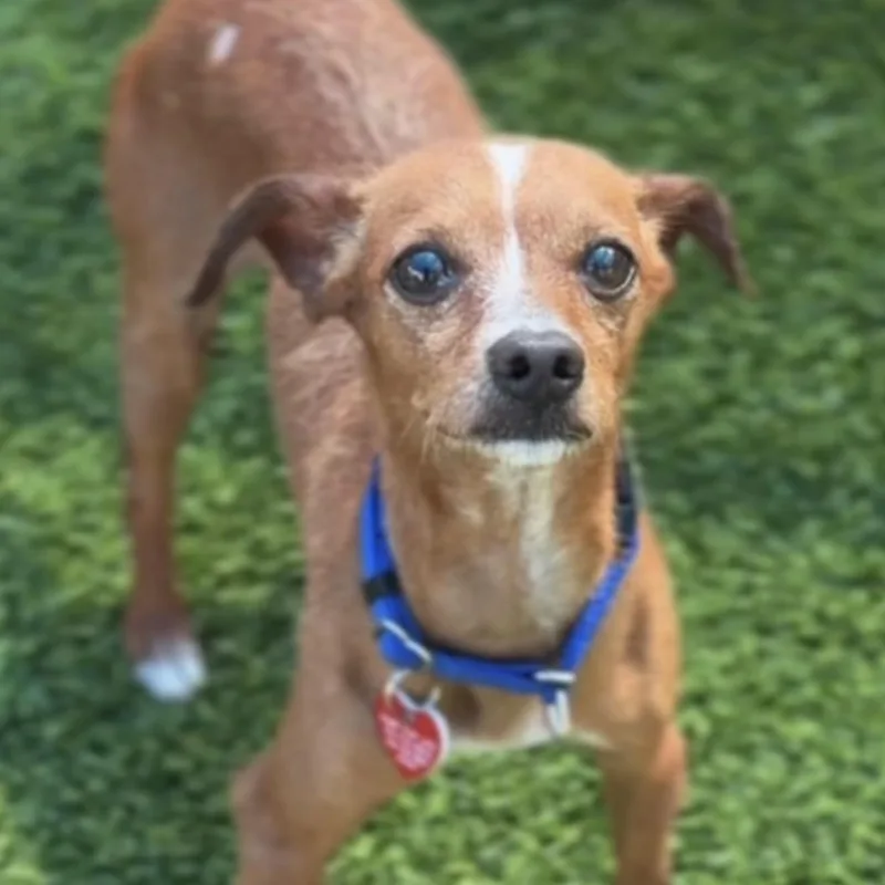 An adult small-sized male Golden Mixed Breed dog named Emiliano for adoption in Yaphank, NY