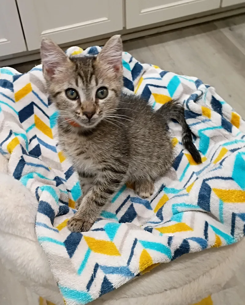A baby small-sized male Domestic Short Hair cat named Cola super snuggly for adoption in Hendersonville, TN