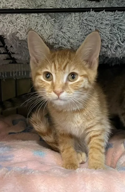A baby small-sized male Domestic Short Hair cat named Apollo for adoption in Sneads Ferry, NC