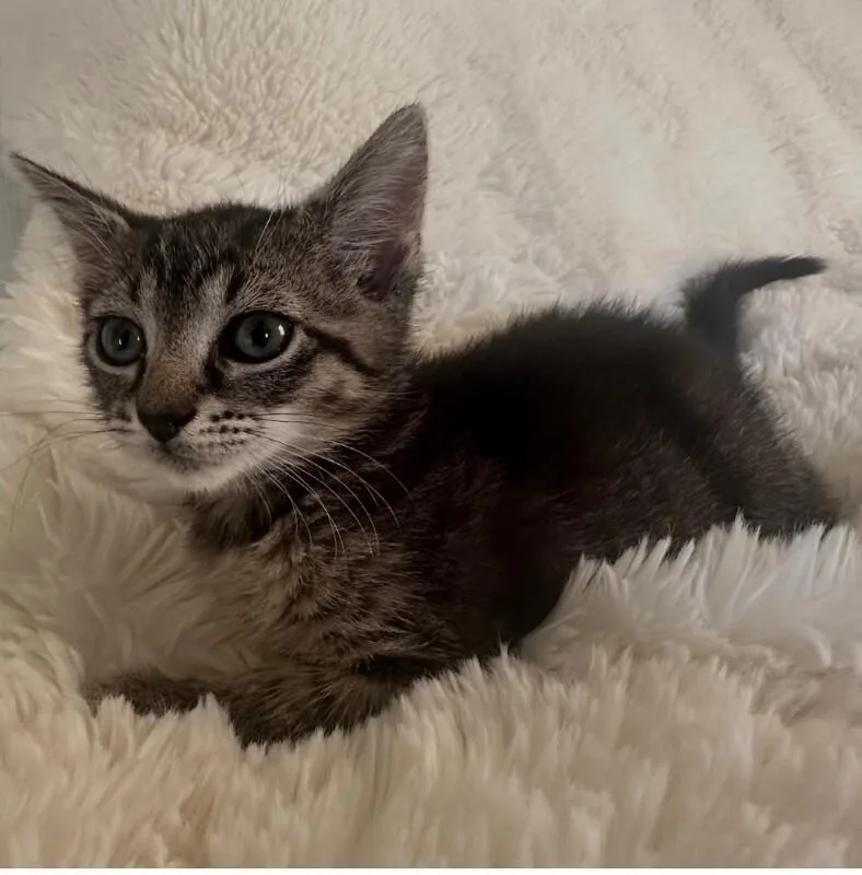 A young medium-sized female Tabby (Brown / Chocolate) Domestic Short Hair cat named Hyacinth for adoption in North Babylon, NY