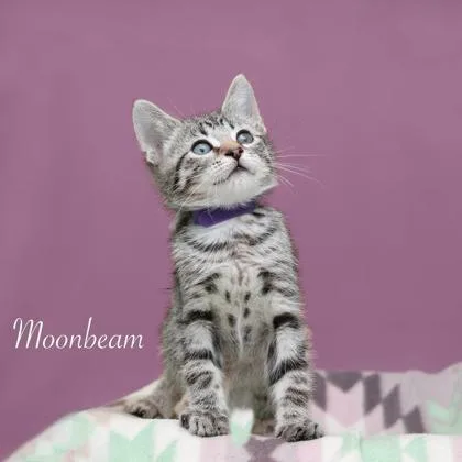 A baby small-sized male Domestic Short Hair cat named Moonbeam for adoption in Parma, OH