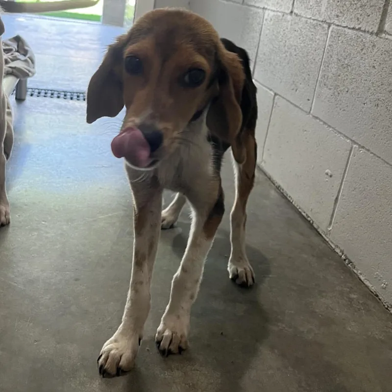 A young small-sized female Brown / Chocolate Beagle dog named Jubilee for adoption in Hinesville, GA