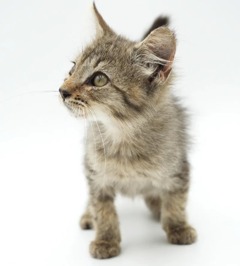 A baby small-sized male Tabby (Brown / Chocolate) Tabby cat named Winston is so wonderful for adoption in Bedford Hills, NY
