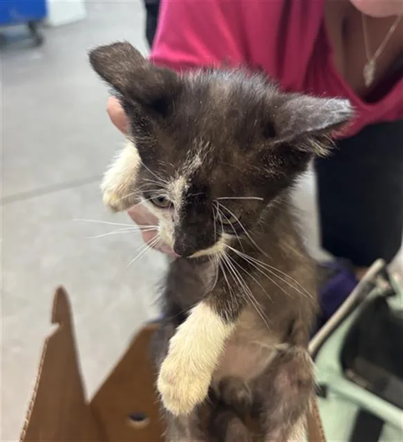 A baby medium-sized female Domestic Short Hair cat named Leia for adoption in Dallas, TX