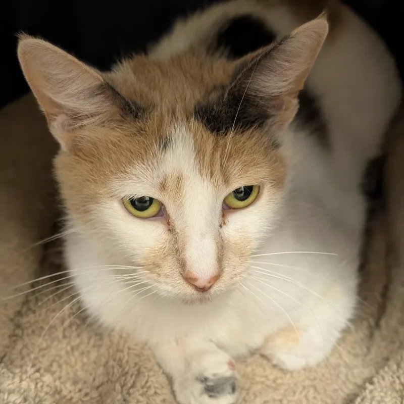 An adult medium-sized female White Domestic Short Hair cat named Mandarina for adoption in Sonoma, CA