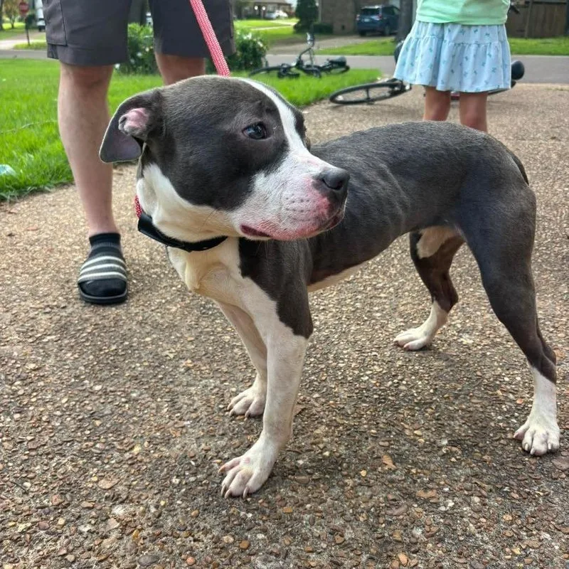 An adult medium-sized female Terrier dog named Rosie for adoption in Bartlett, TN