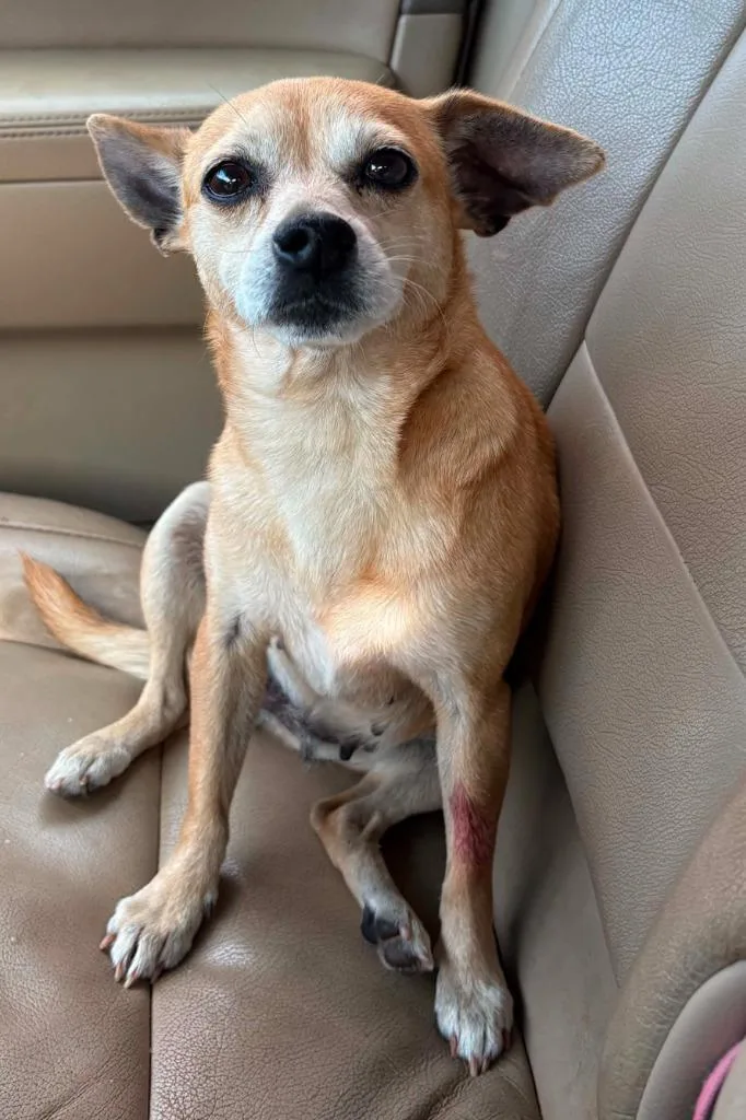 An adult small-sized female Chihuahua dog named Kiwi for adoption in Walnutport, PA