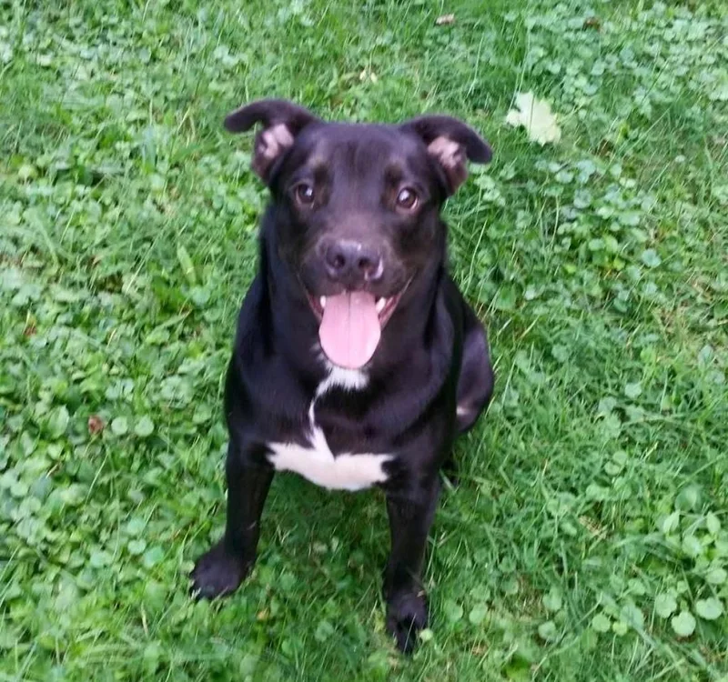 An adult medium-sized male Labrador Retriever dog named Boo boo for adoption in Staatsburg, NY