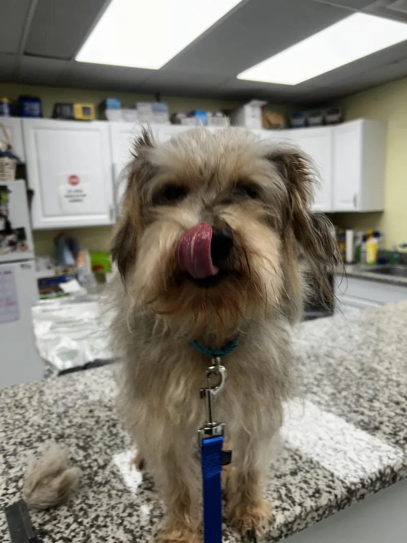 Scruffy Duffy thumbnail 2