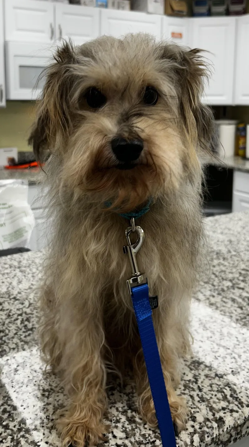 Scruffy Duffy thumbnail 3