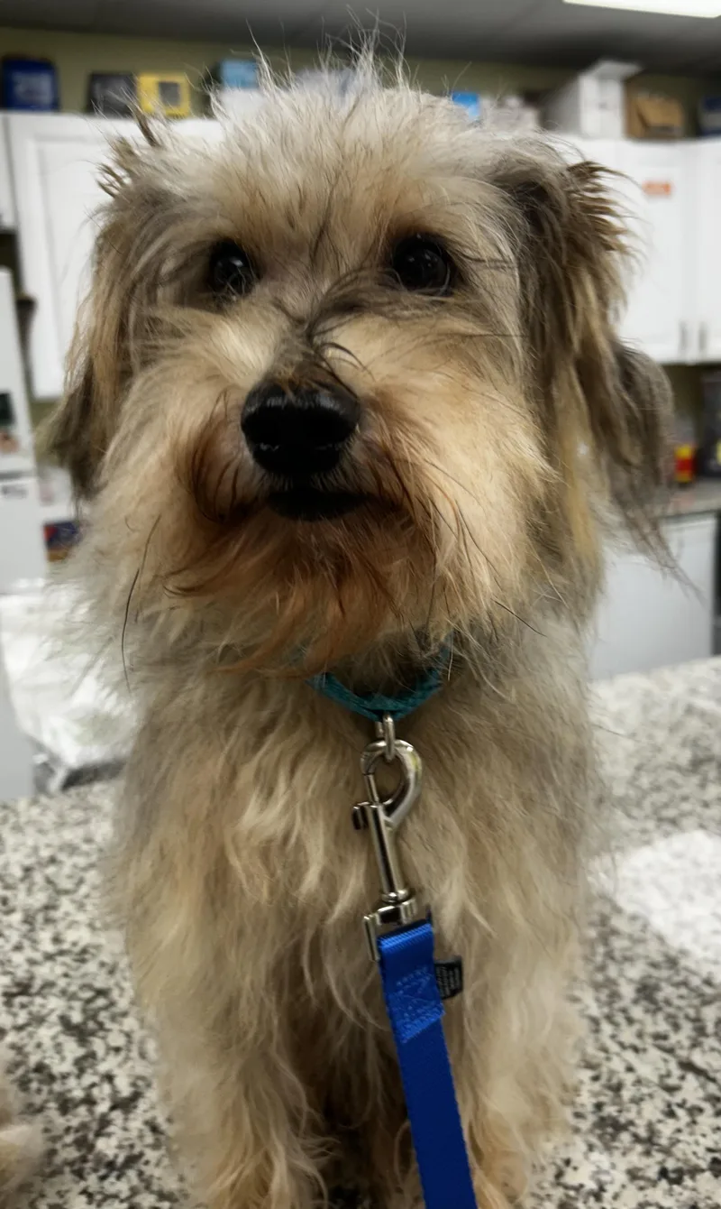 A senior small-sized male Red / Chestnut / Orange Miniature Schnauzer dog named Scruffy Duffy for adoption in Oak Ridge, NJ