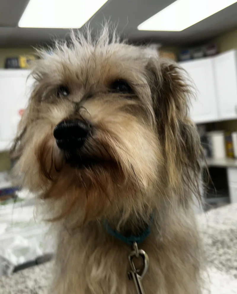 Scruffy Duffy thumbnail 4