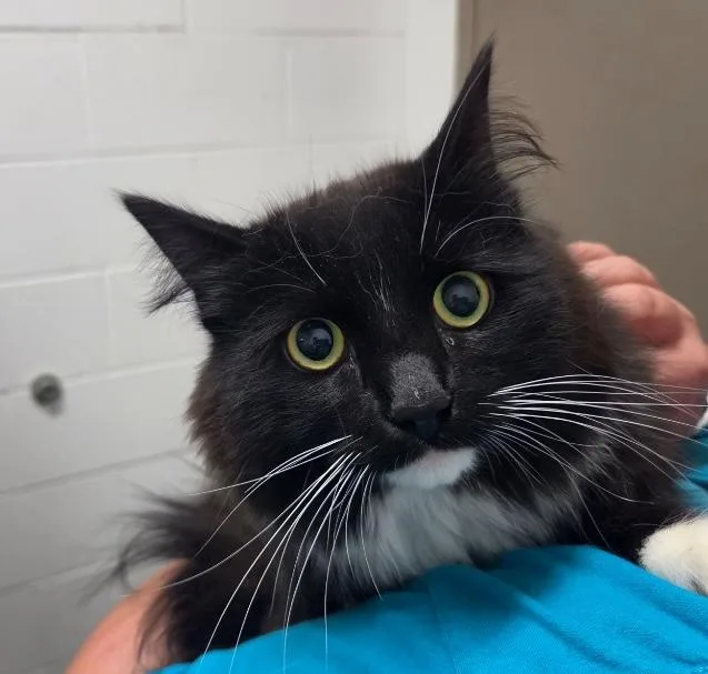 A young medium-sized female Domestic Long Hair cat named Toobee for adoption in Homer, AK
