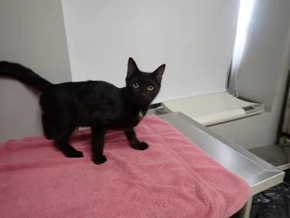 A young large-sized male Domestic Short Hair cat named Johnny for adoption in Taylorsville, NC