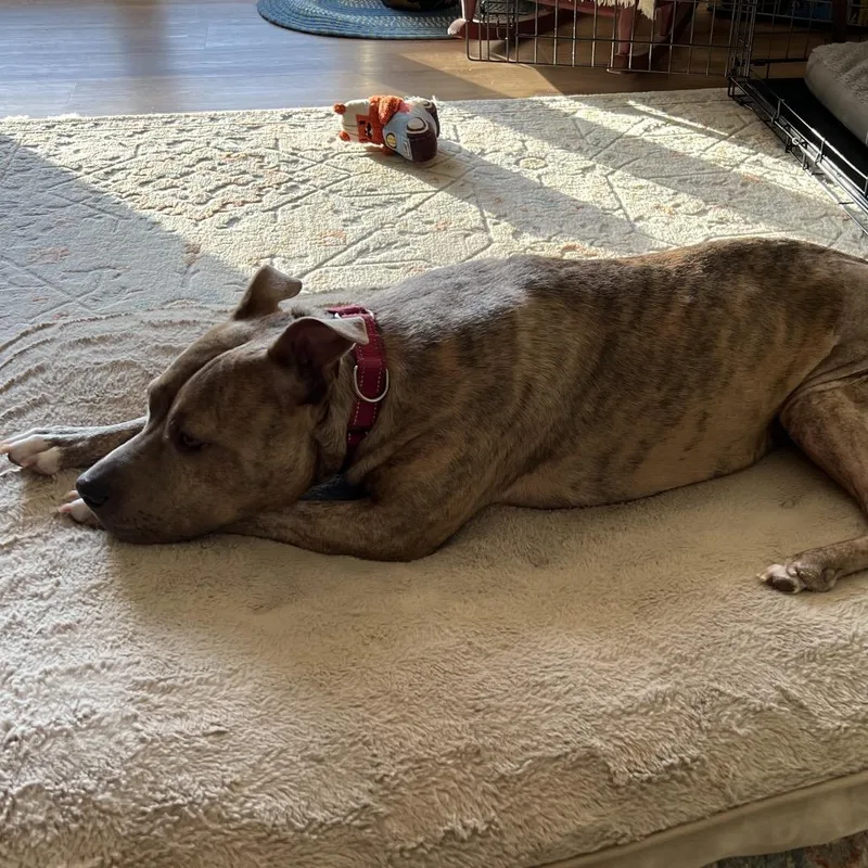 An adult medium-sized female Brindle Mixed Breed dog named Adessa for adoption in Summerville, SC