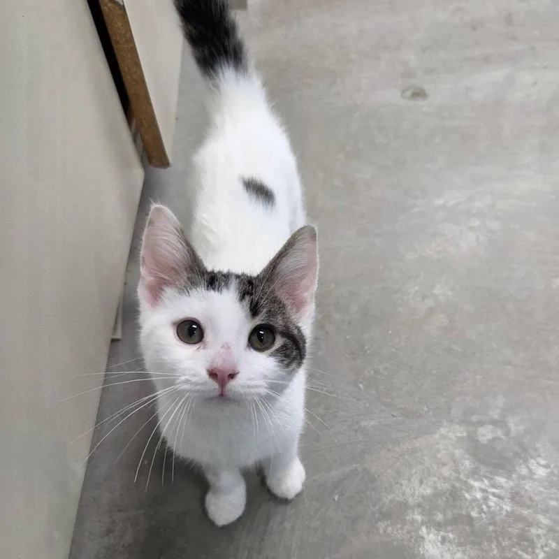A young medium-sized male White Domestic Short Hair cat named Groovy for adoption in Chilton, WI